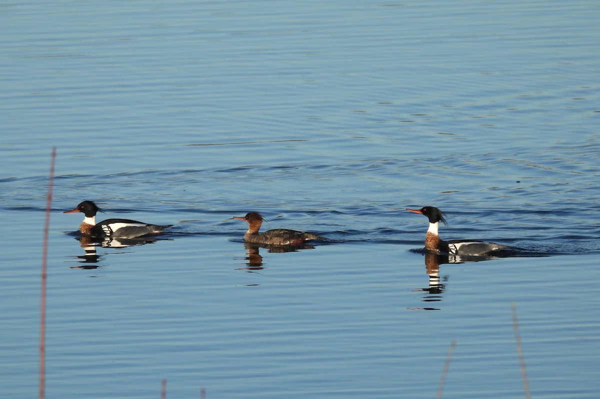 Red-breasted Merganser - ML617342698