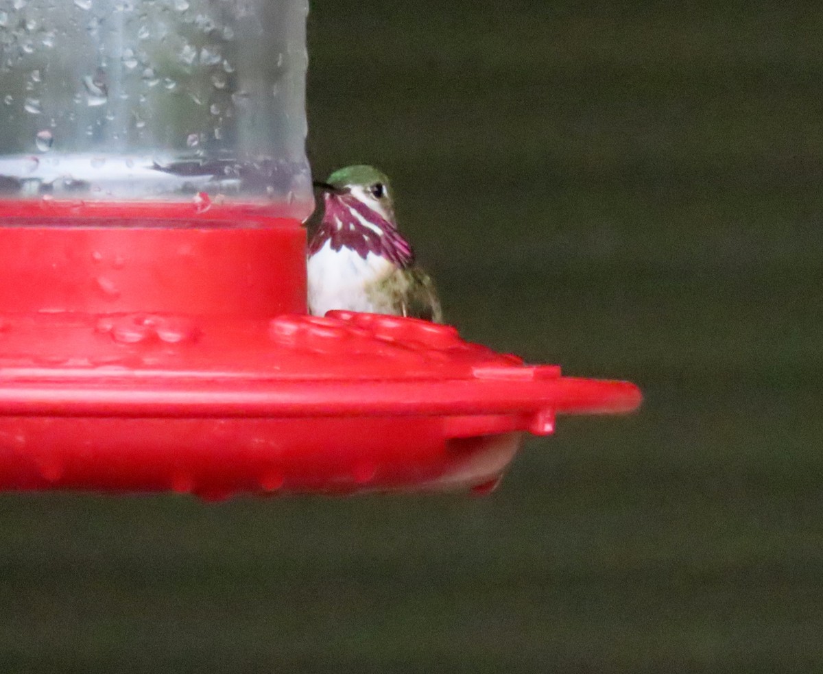 Calliope Hummingbird - ML617342704