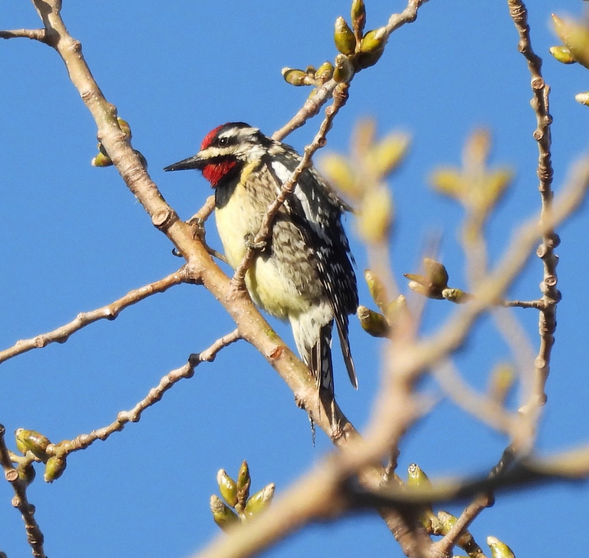 Yellow-bellied Sapsucker - ML617342752