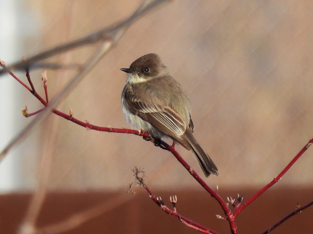 Eastern Phoebe - ML617342811
