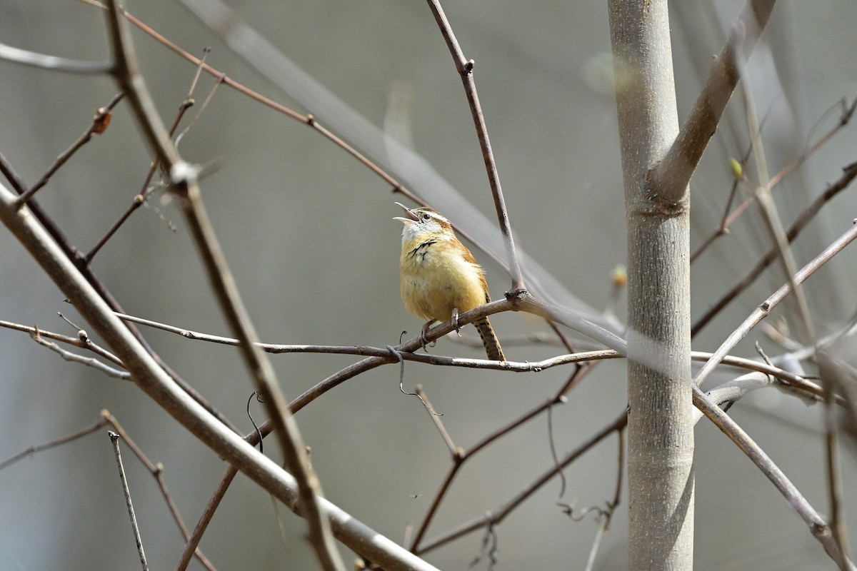 střízlík karolínský - ML617342887