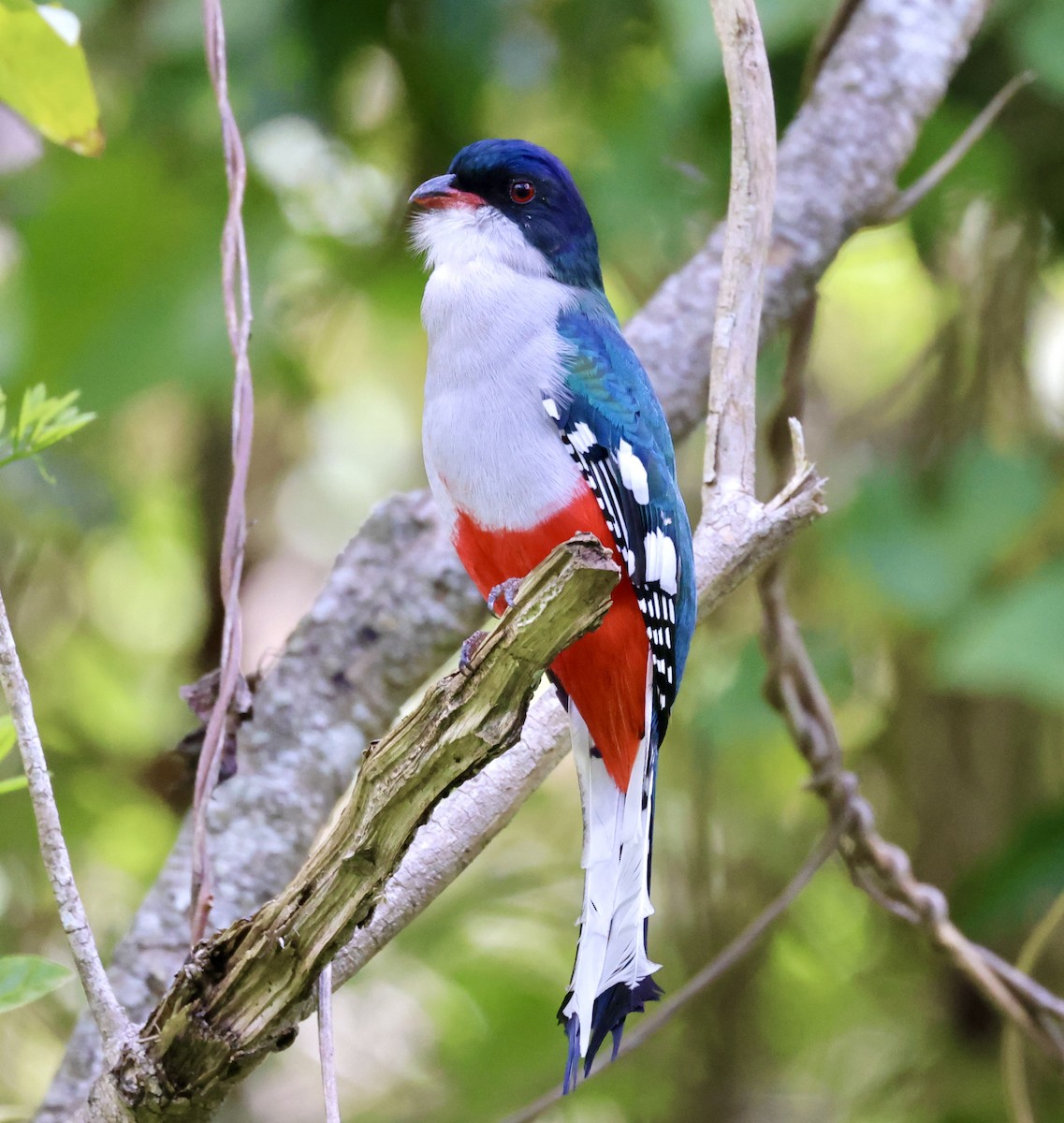 trogon kubánský - ML617342899