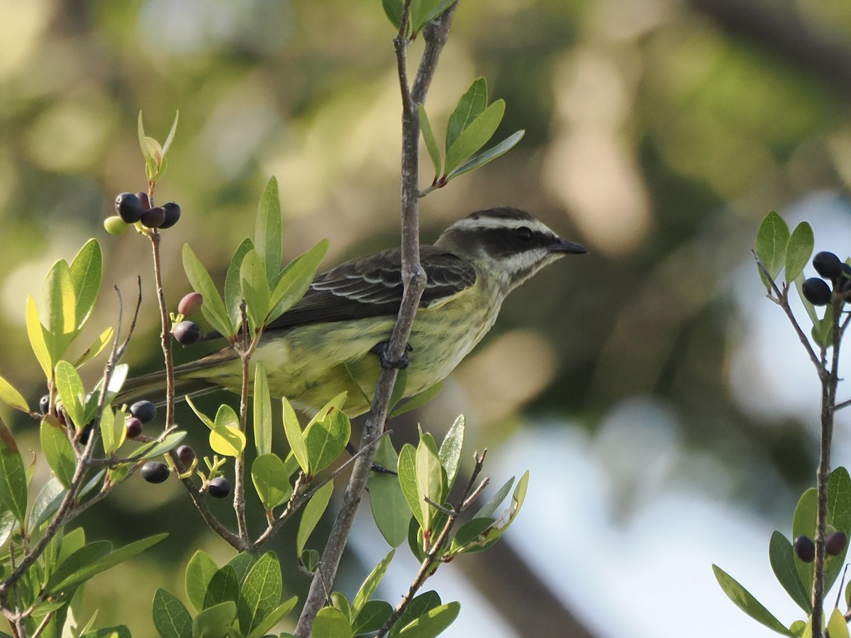 Piratic Flycatcher - ML617342912