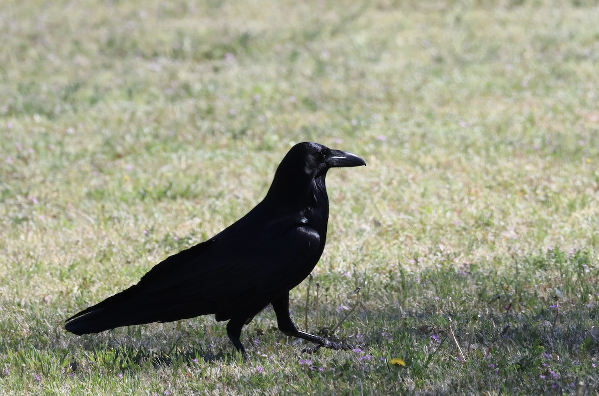 Common Raven - ML617342918