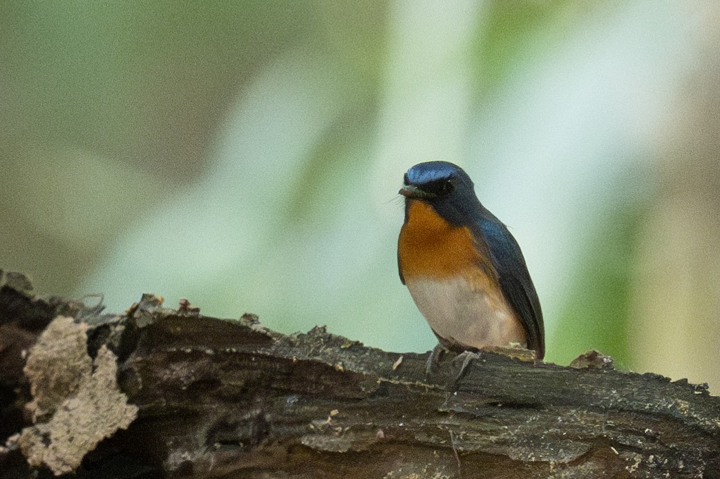 Indochinese Blue Flycatcher - ML617342939