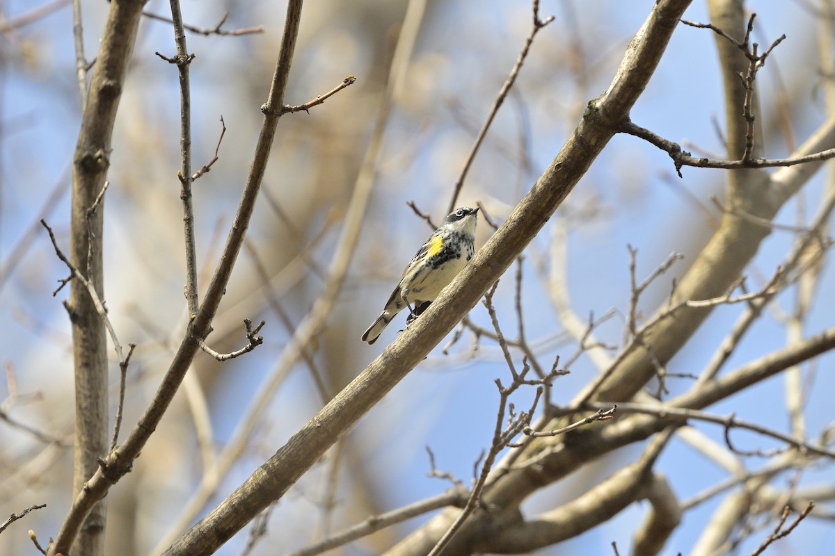 lesňáček žlutoskvrnný - ML617342951