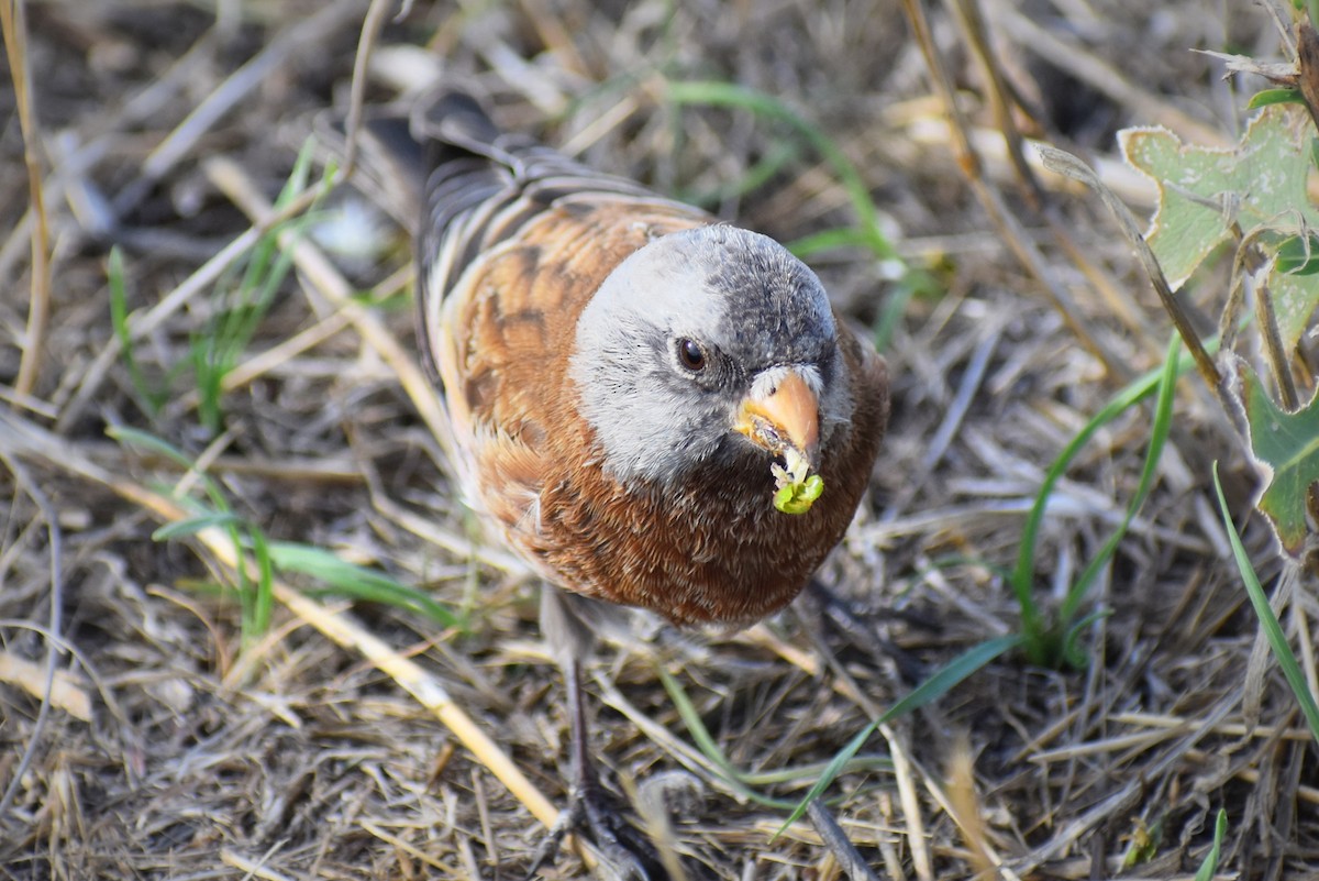 Roselin à tête grise (littoralis) - ML617342957