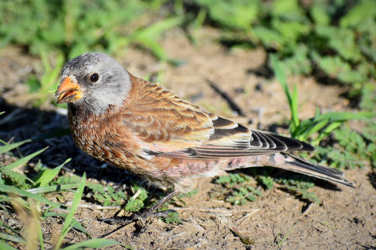 grånakkefjellfink (littoralis) - ML617342958