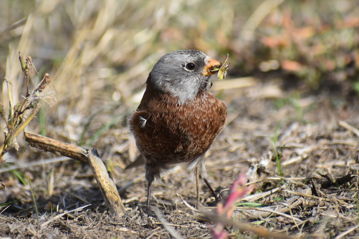 grånakkefjellfink (littoralis) - ML617342959