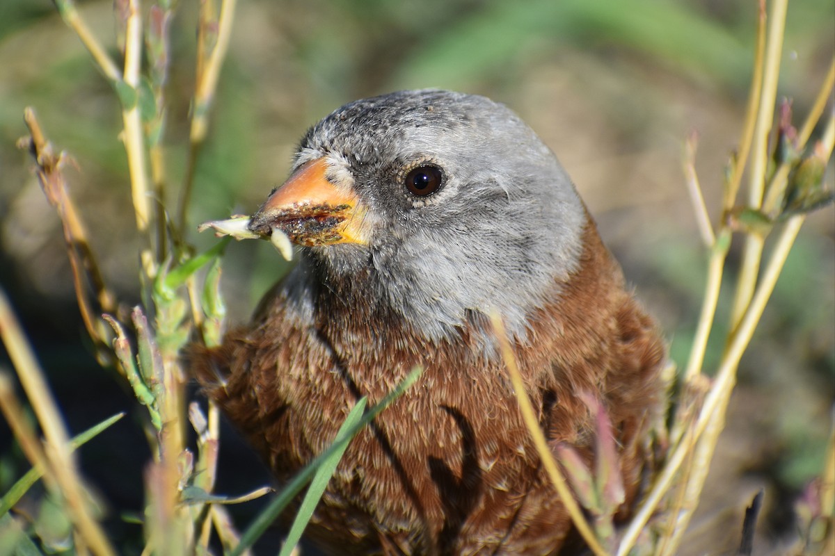 grånakkefjellfink (littoralis) - ML617342962