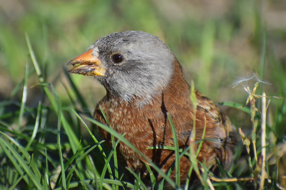 Schwarzstirn-Schneegimpel (littoralis) - ML617342963