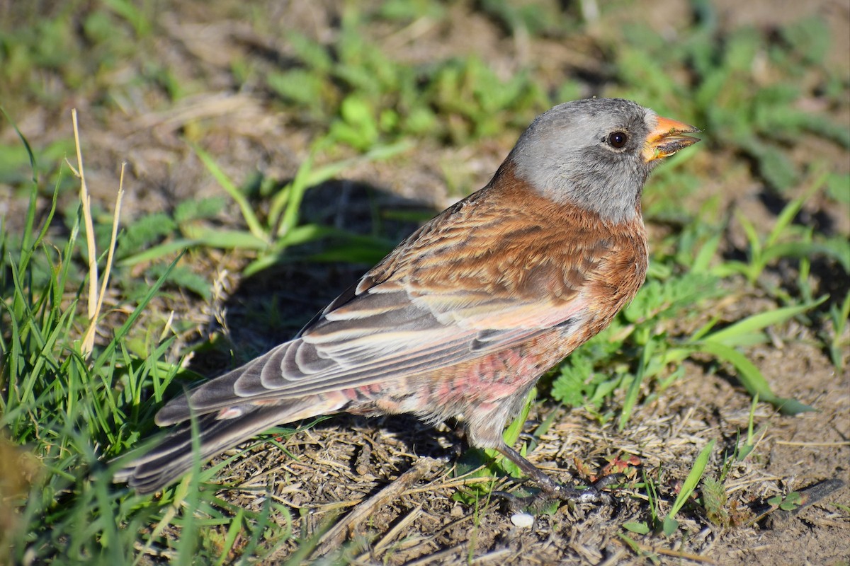 Gray-crowned Rosy-Finch (Hepburn's) - Caleb Snarr