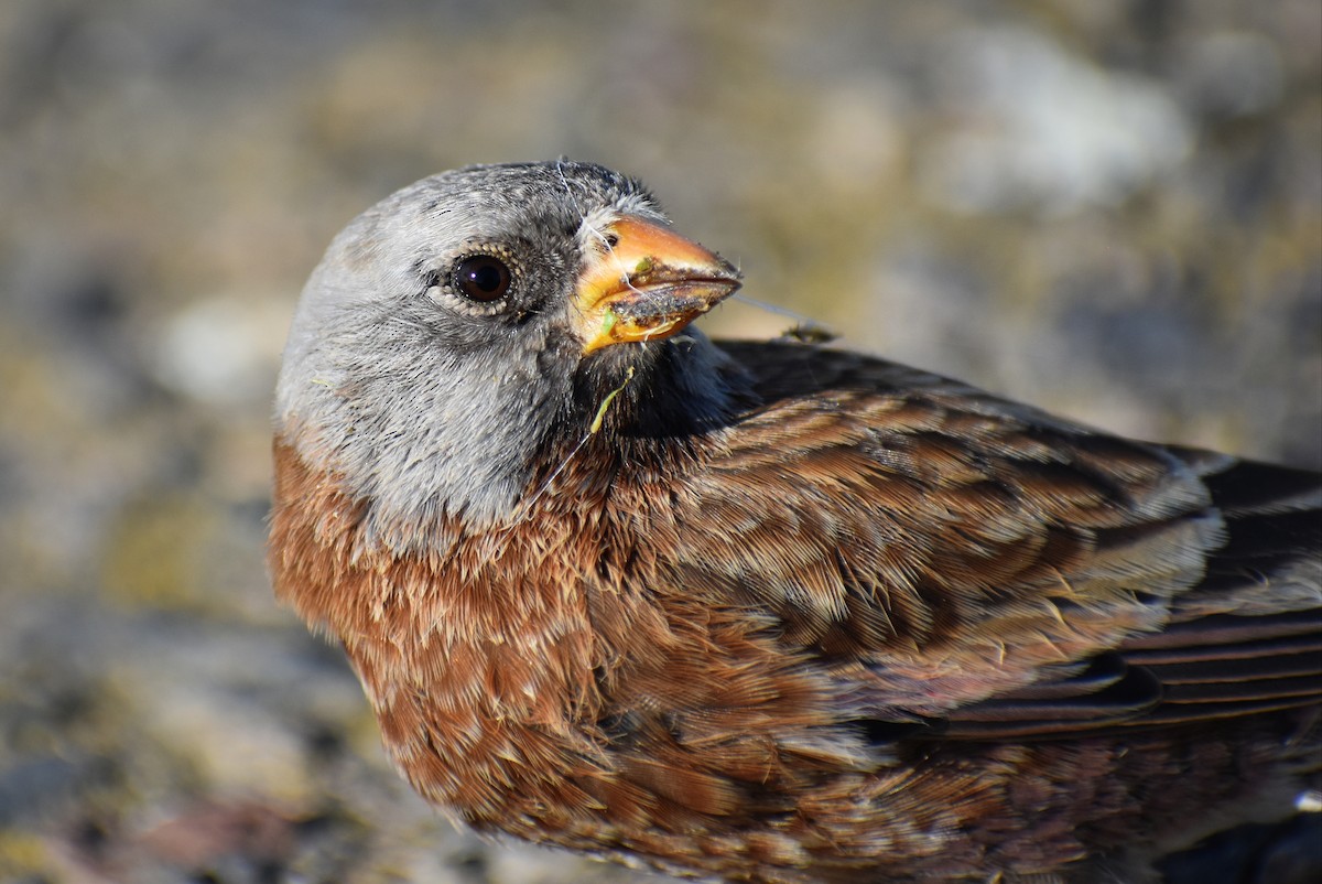 ハイガシラハギマシコ（littoralis） - ML617342966