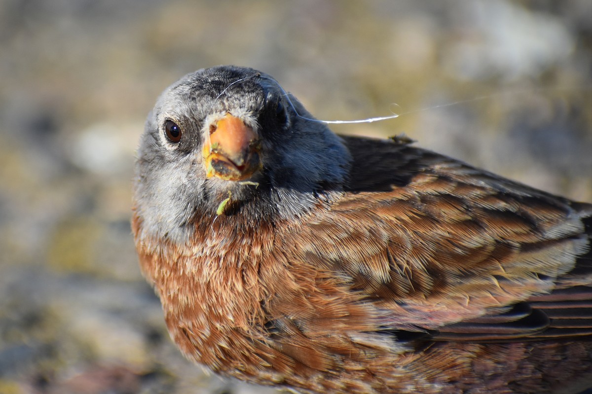 Gray-crowned Rosy-Finch (Hepburn's) - ML617342967