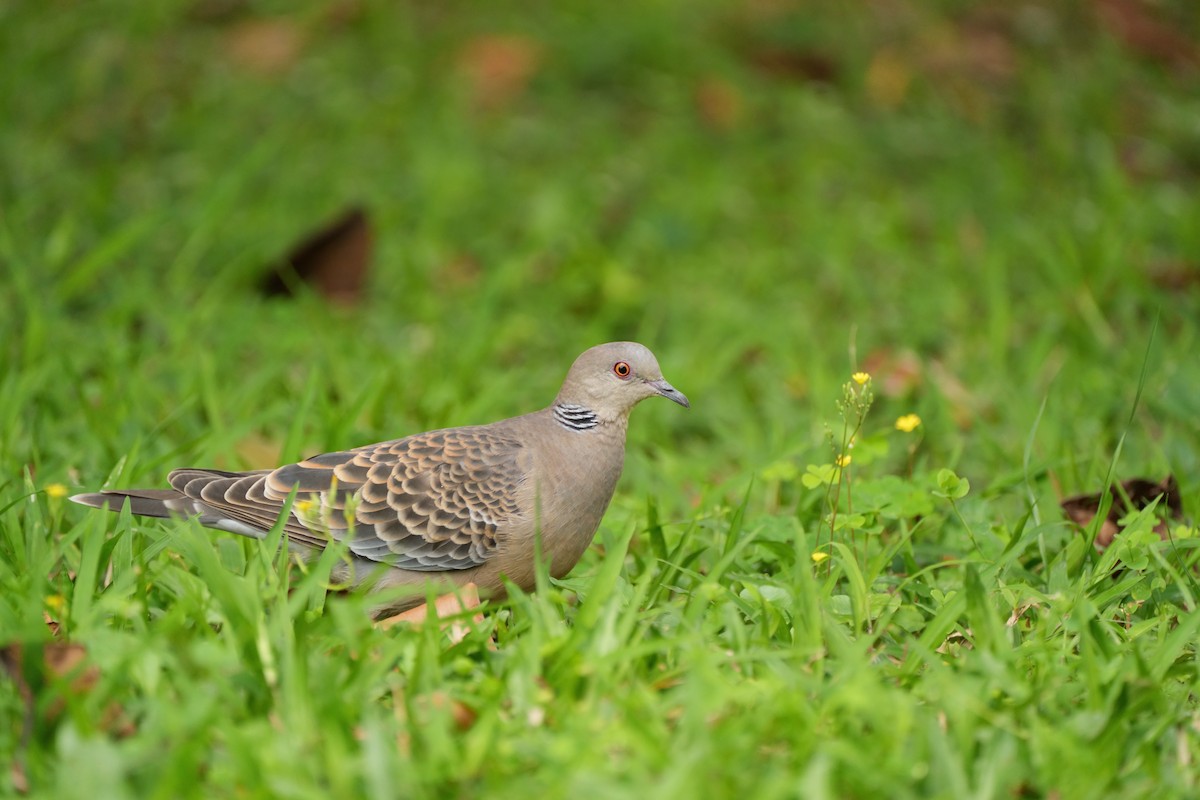 Oriental Turtle-Dove - Sih-Chen Lin