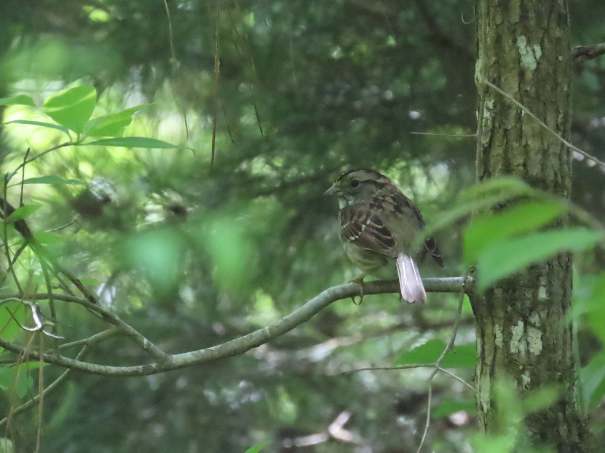 White-throated Sparrow - Tom Austin