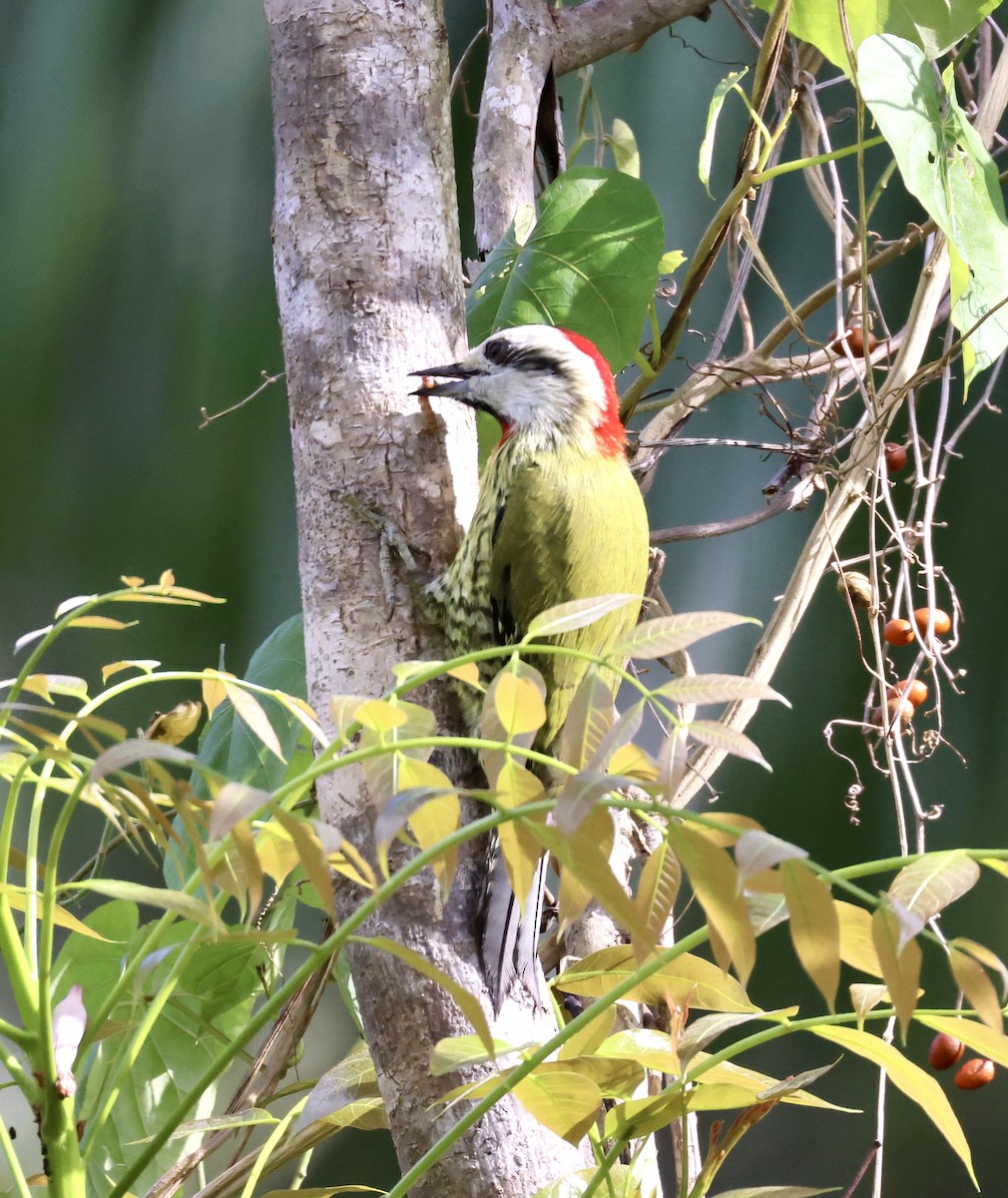 Cuban Green Woodpecker - ML617343012
