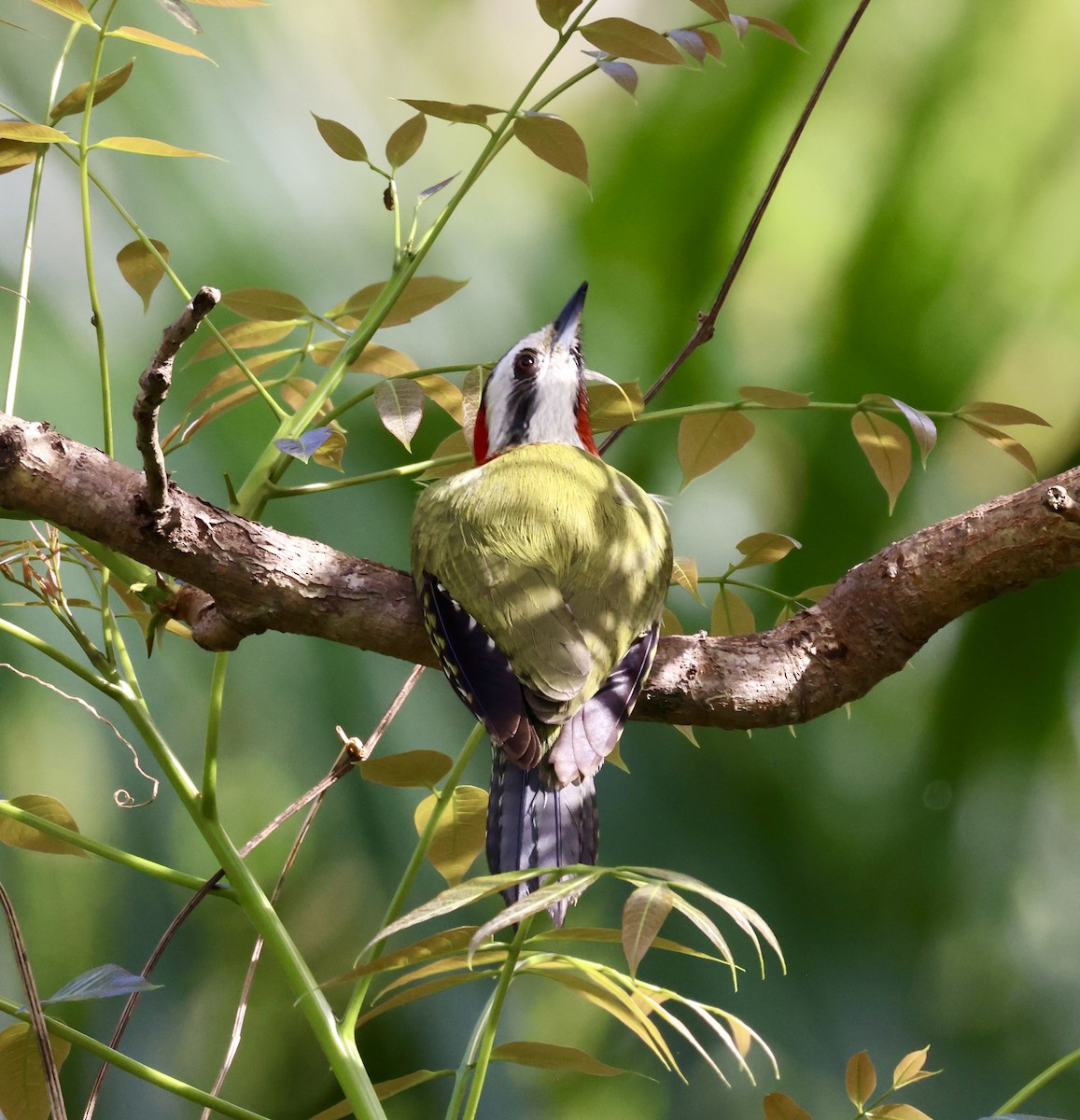 Cuban Green Woodpecker - ML617343013