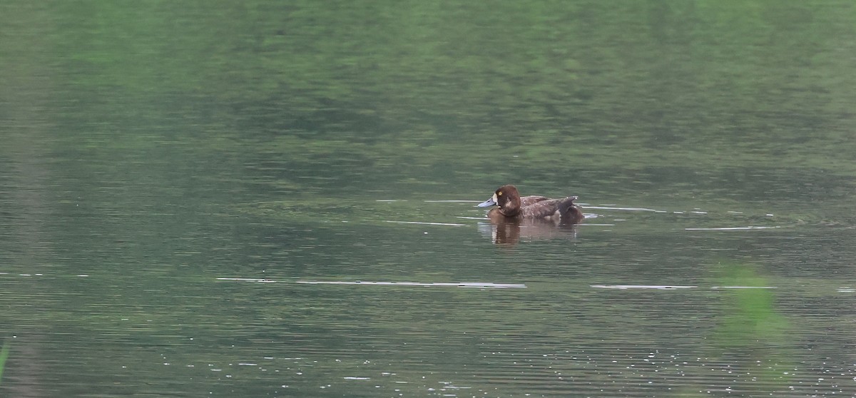 Lesser Scaup - Andy Gee