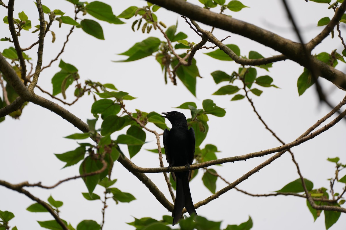 Black Drongo - ML617343025