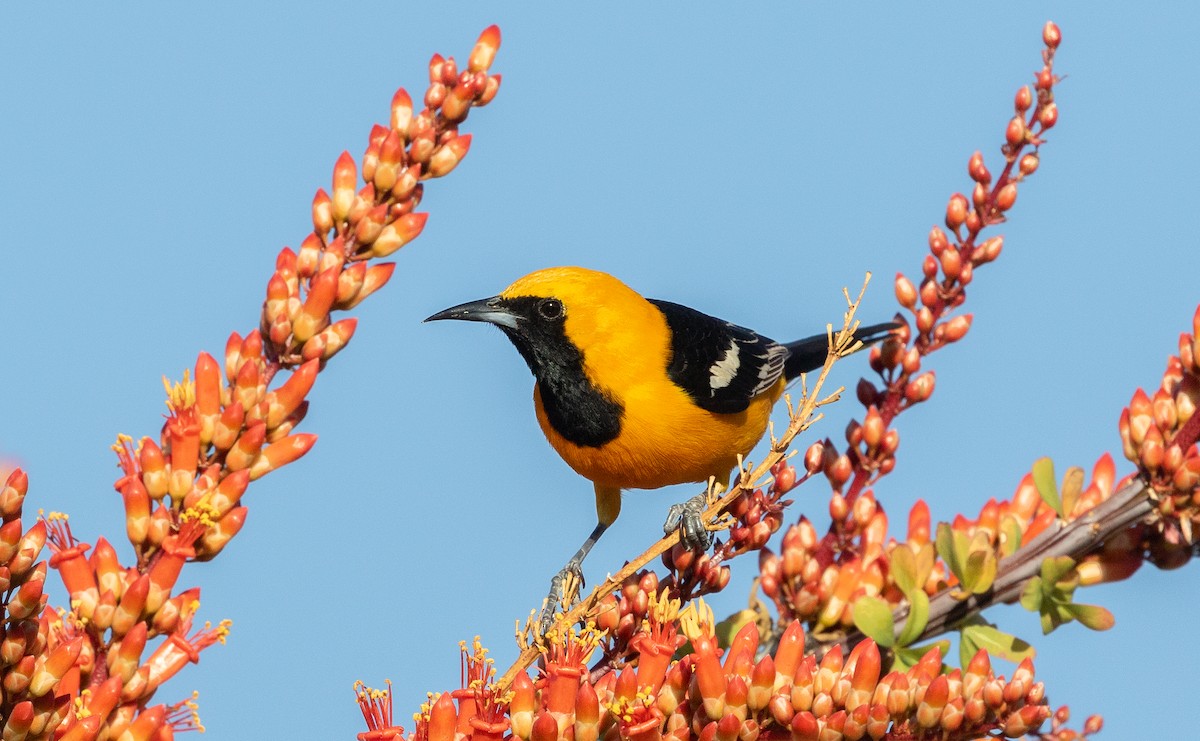 Hooded Oriole - ML617343030