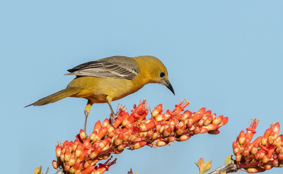 Hooded Oriole - ML617343033