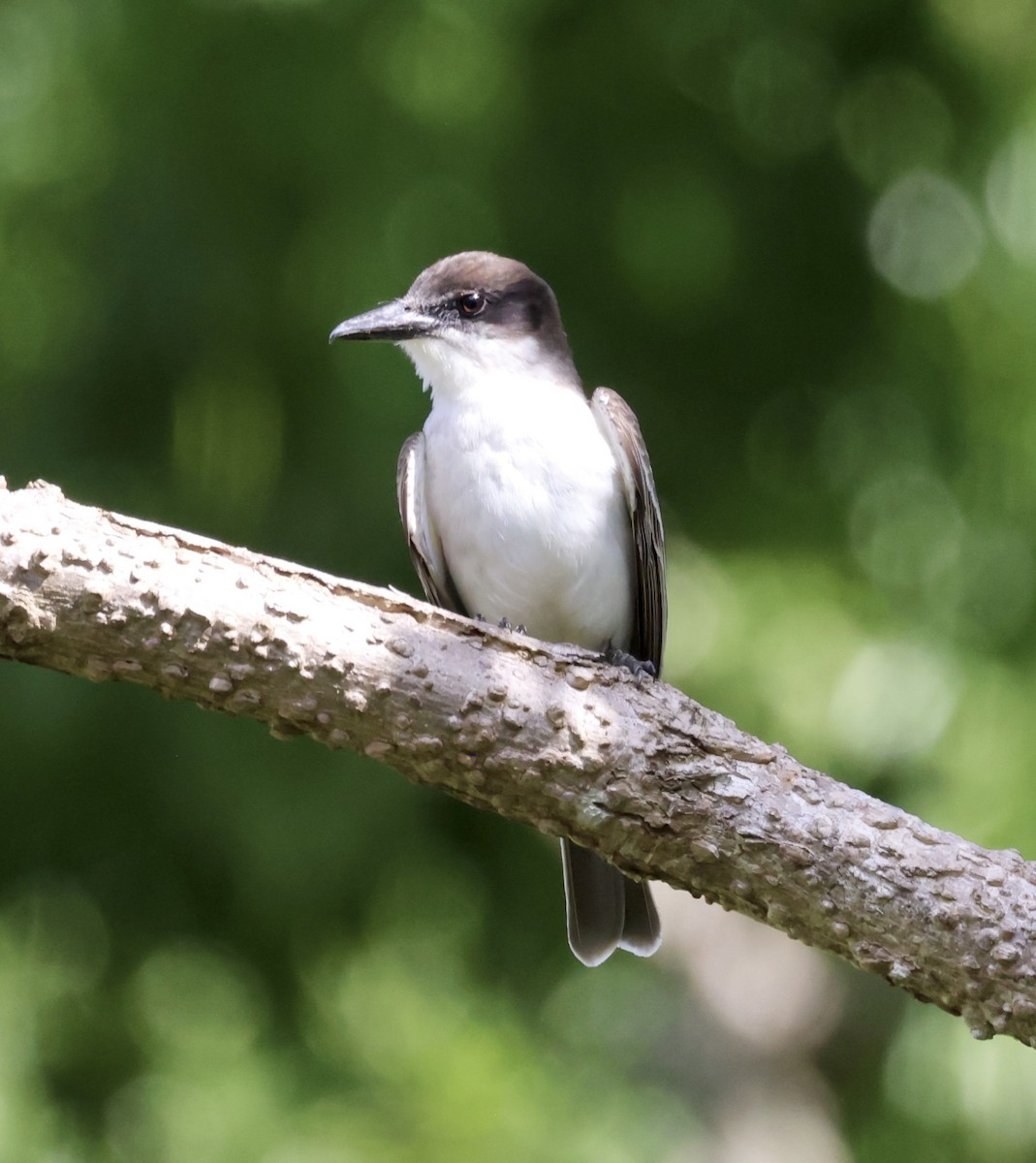 Giant Kingbird - Cheryl Rosenfeld