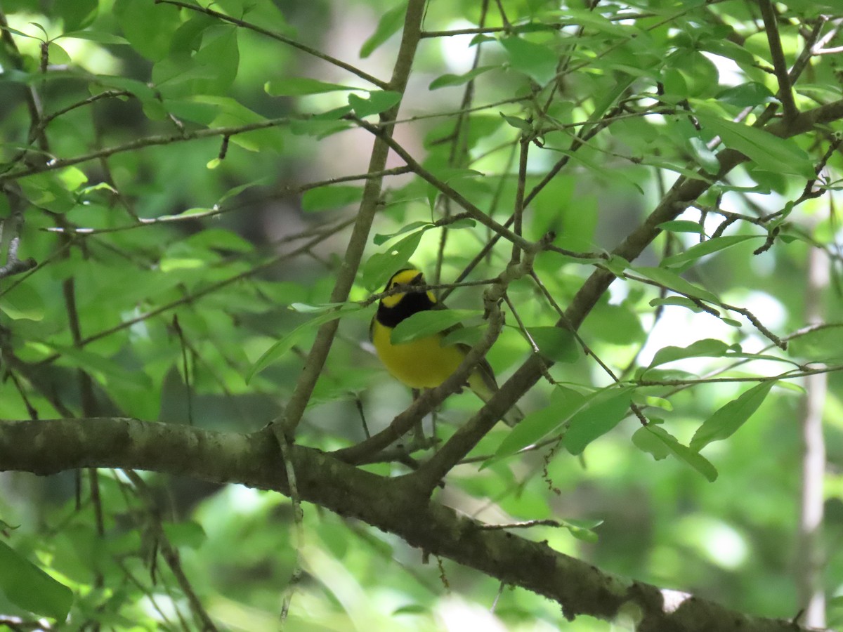 Hooded Warbler - Tom Austin