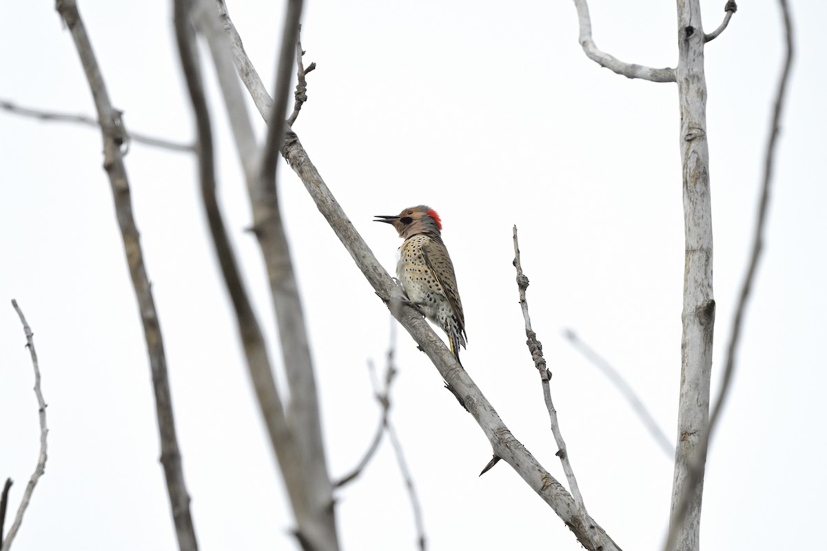 datel zlatý - ML617343063