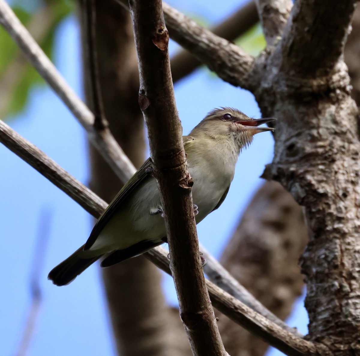 Black-whiskered Vireo - ML617343077