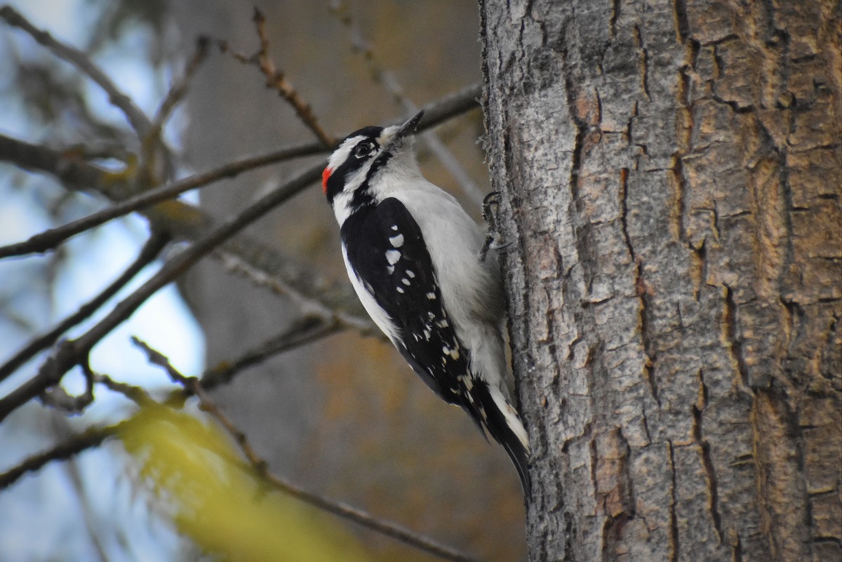 Downy Woodpecker - ML617343100