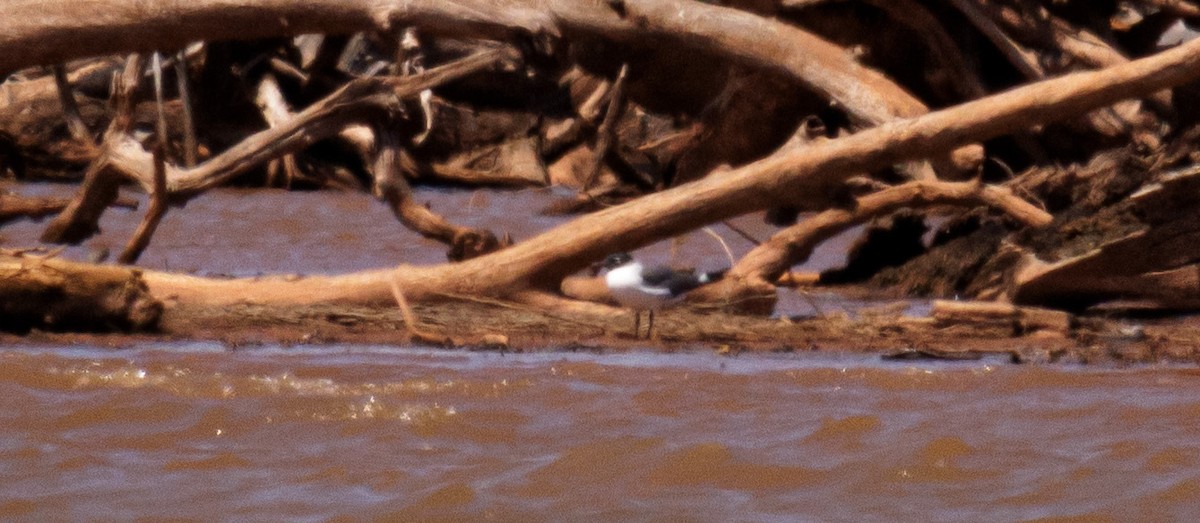 Gaviota Guanaguanare - ML617343110