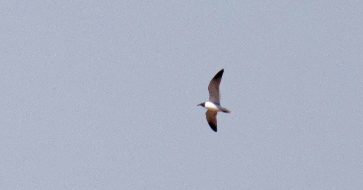 Laughing Gull - Steve Stone