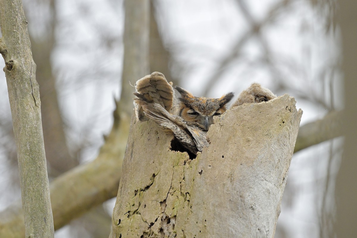 Great Horned Owl - Cameron Young