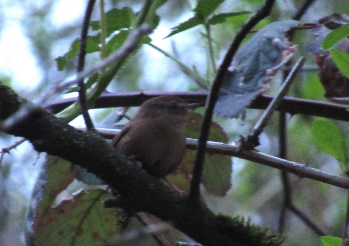 Bewick's Wren - Anonymous