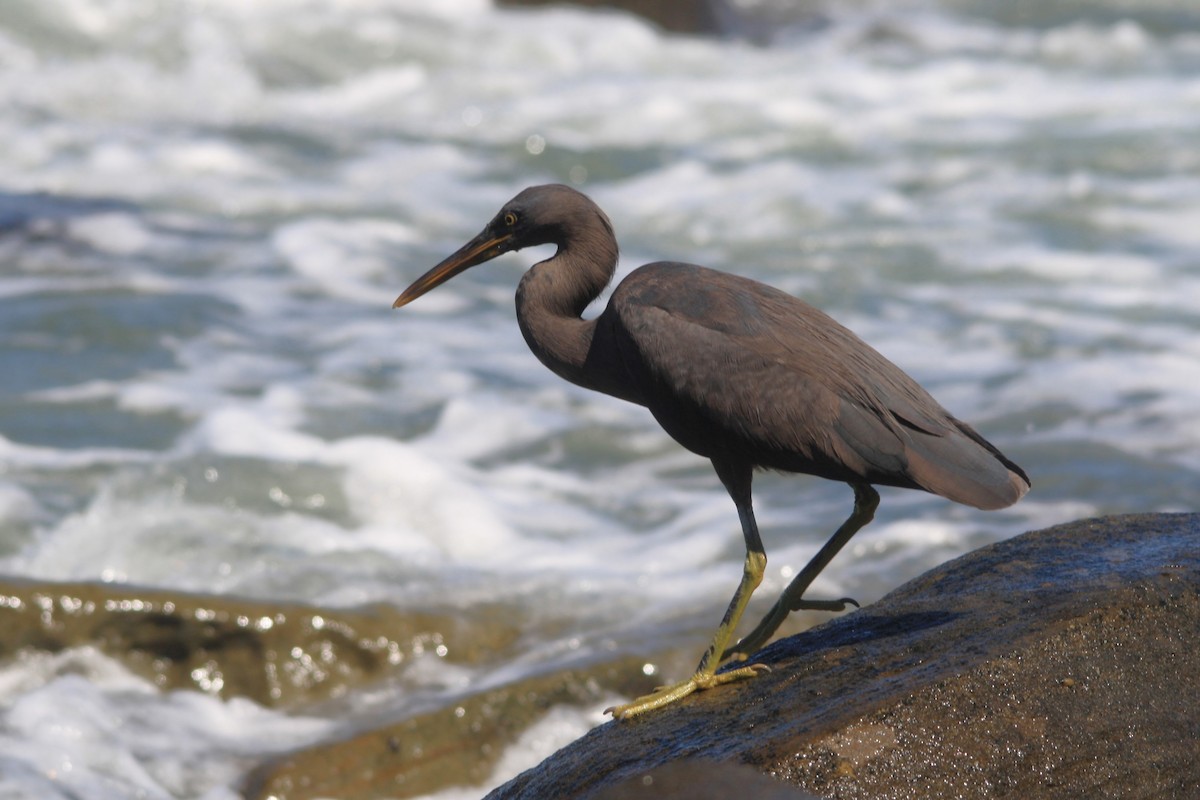 Pacific Reef-Heron - ML617343155