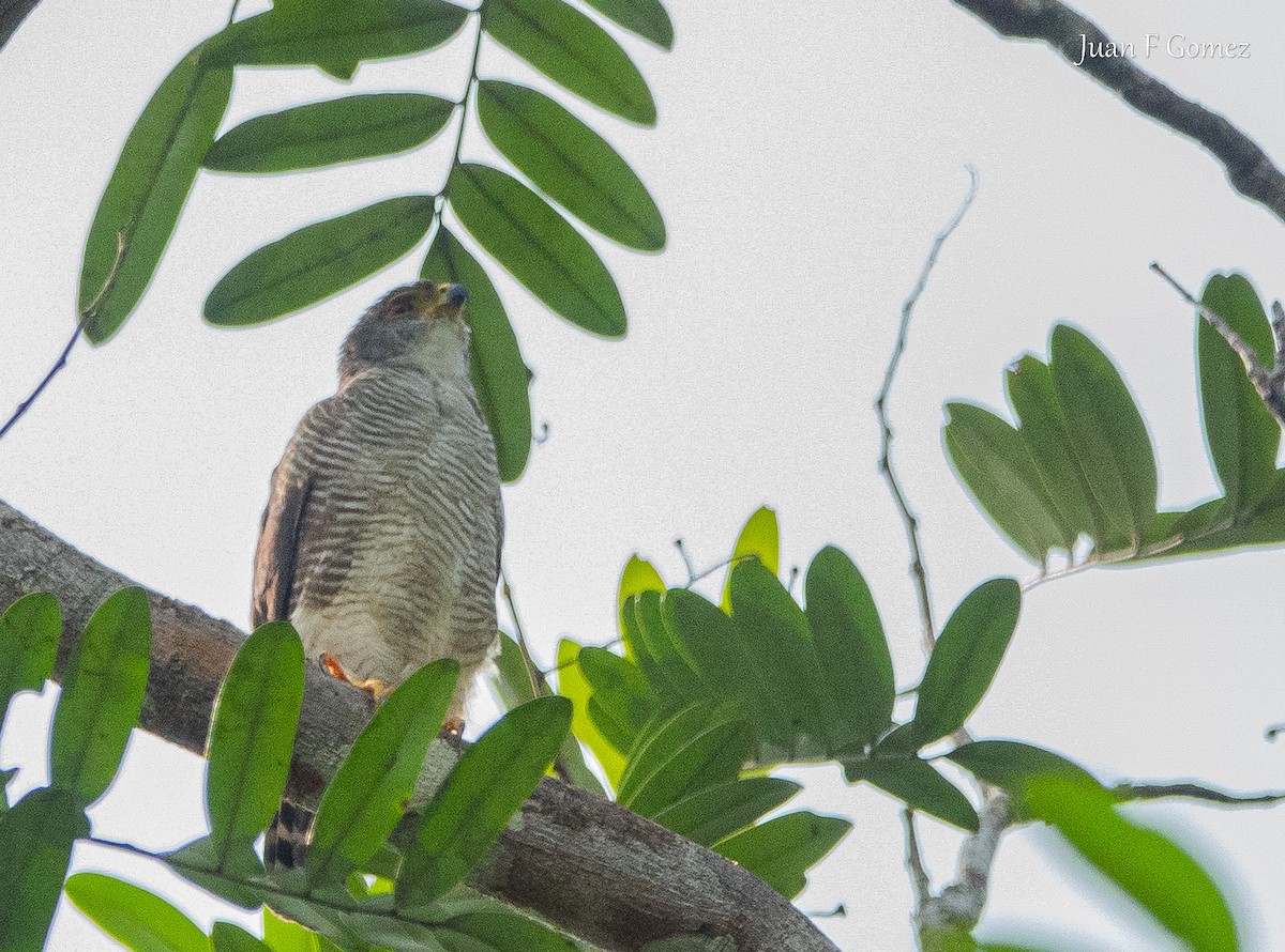 Tiny Hawk - Juan Fernando Gomez Castro