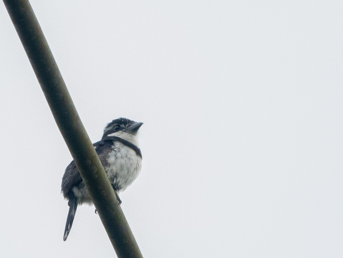 Pied Puffbird - Juan Fernando Gomez Castro