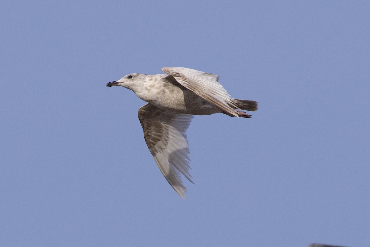 Gaviota Groenlandesa - ML617343195