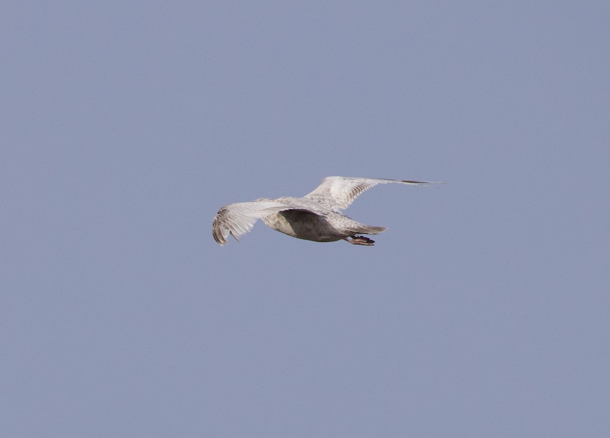 Gaviota Groenlandesa - ML617343196