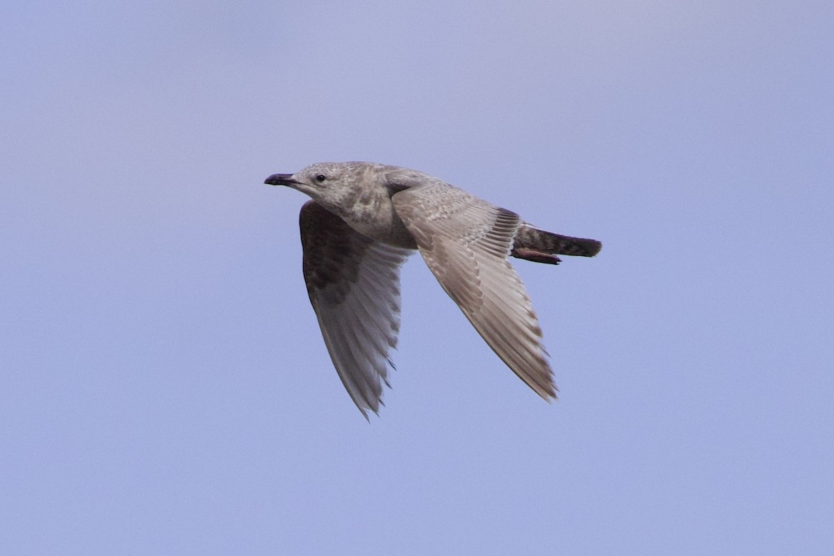 Gaviota Groenlandesa - ML617343207