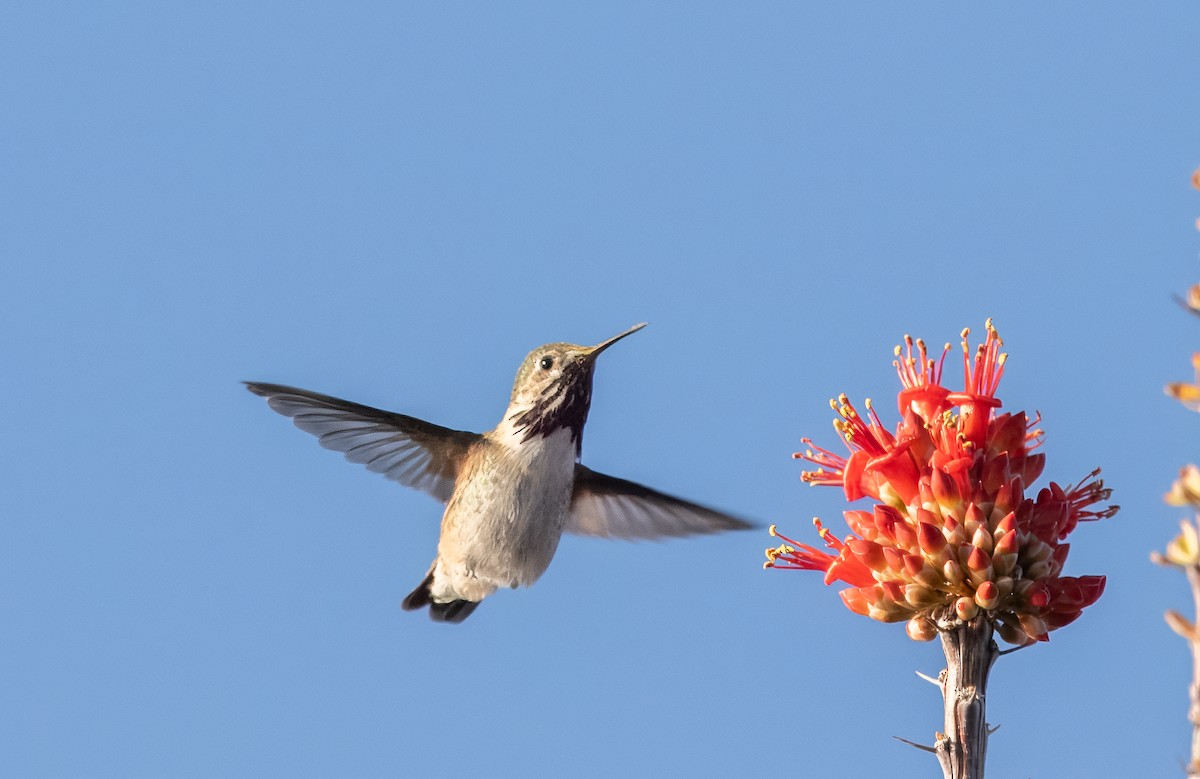 Colibrí Calíope - ML617343230