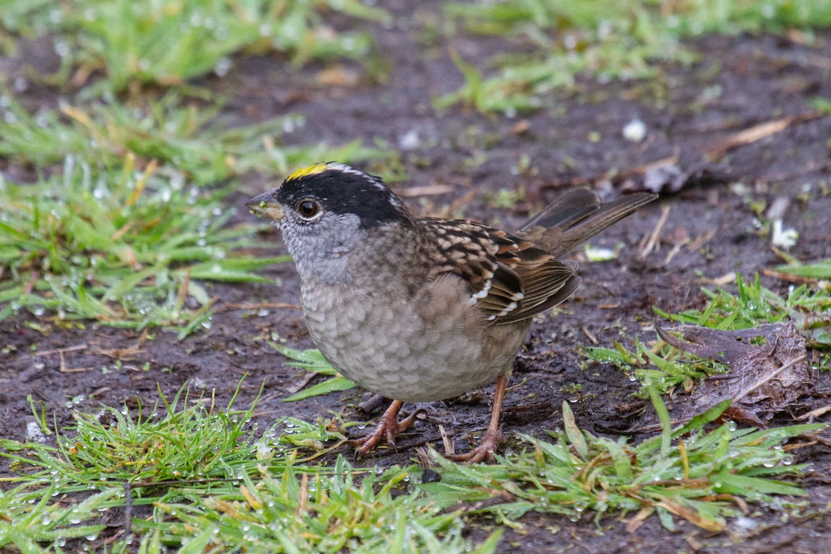Golden-crowned Sparrow - ML617343233