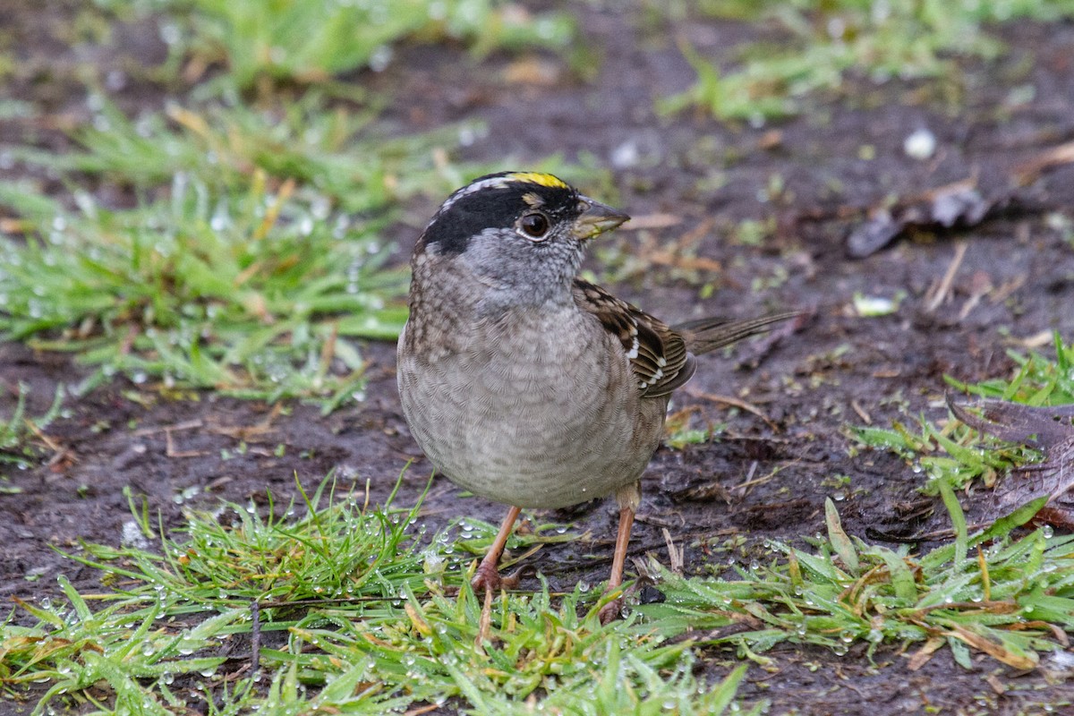 Golden-crowned Sparrow - ML617343234