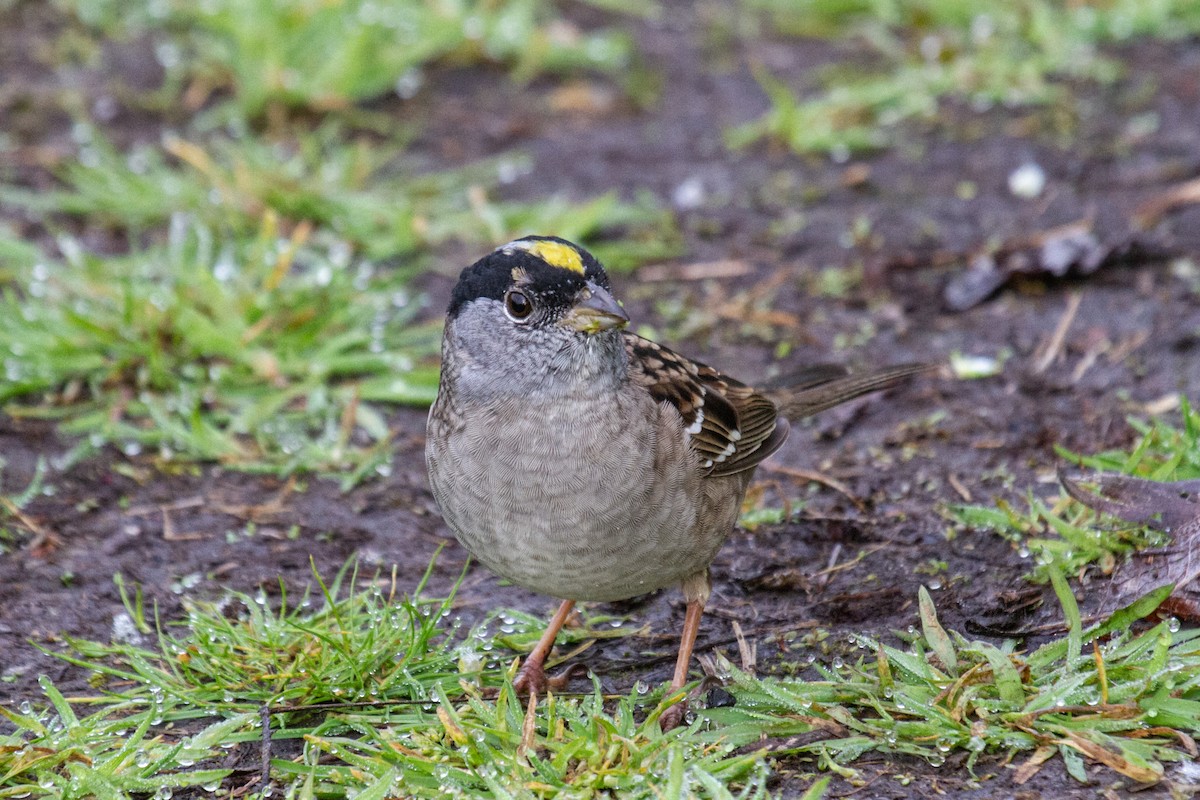 Golden-crowned Sparrow - ML617343235