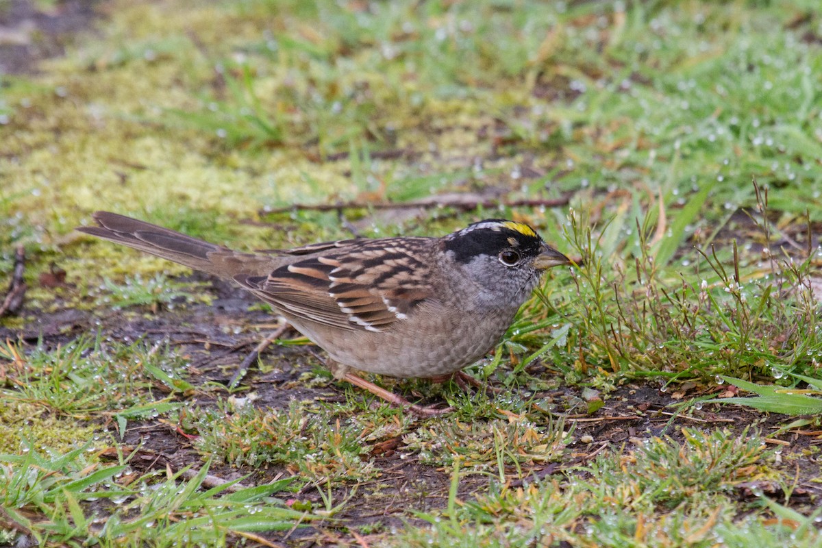 Golden-crowned Sparrow - ML617343236