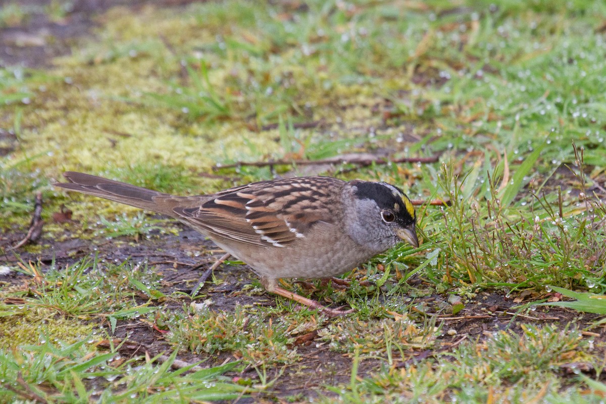 Golden-crowned Sparrow - ML617343237