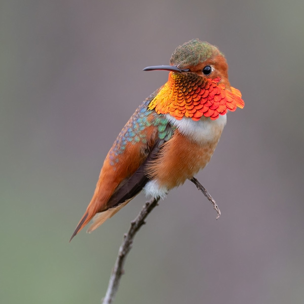 Allen's Hummingbird - ML617343245