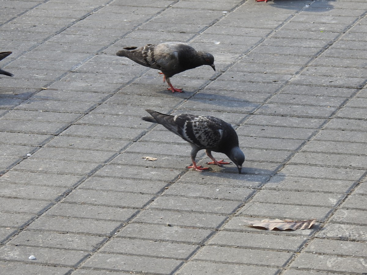 Rock Pigeon (Feral Pigeon) - ML617343277