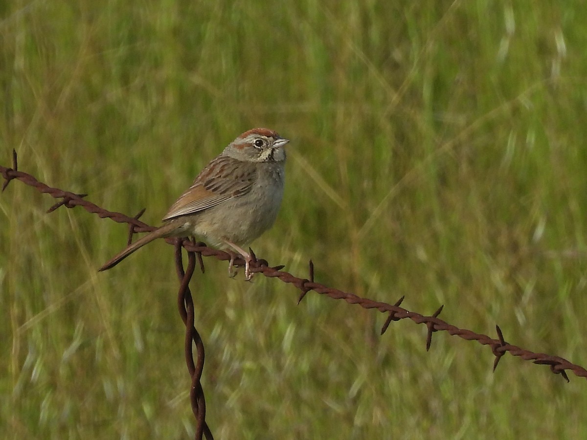 Rufous-crowned Sparrow - ML617343291